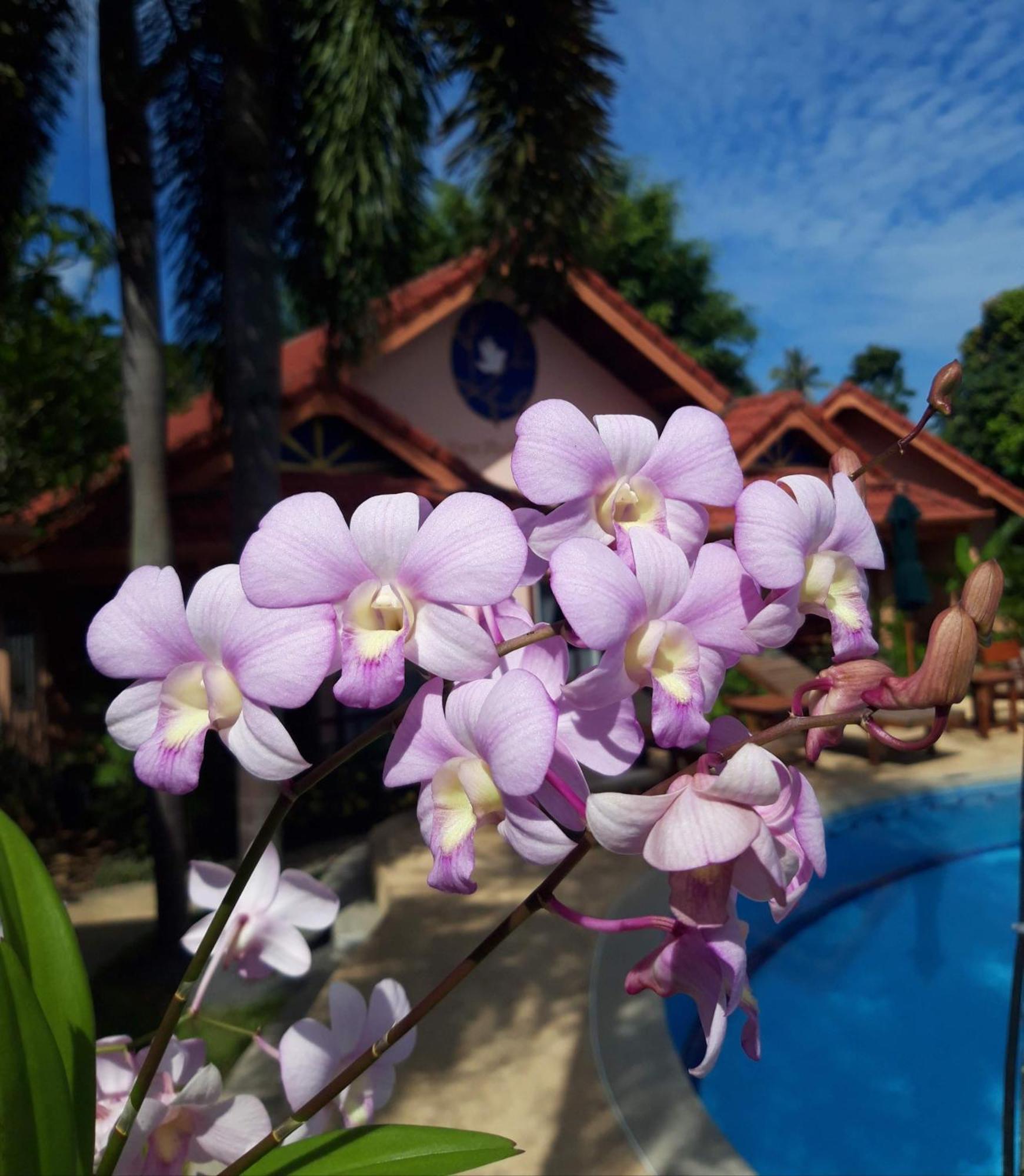 The Pace Phuket Boutique Resort Rawai Eksteriør billede