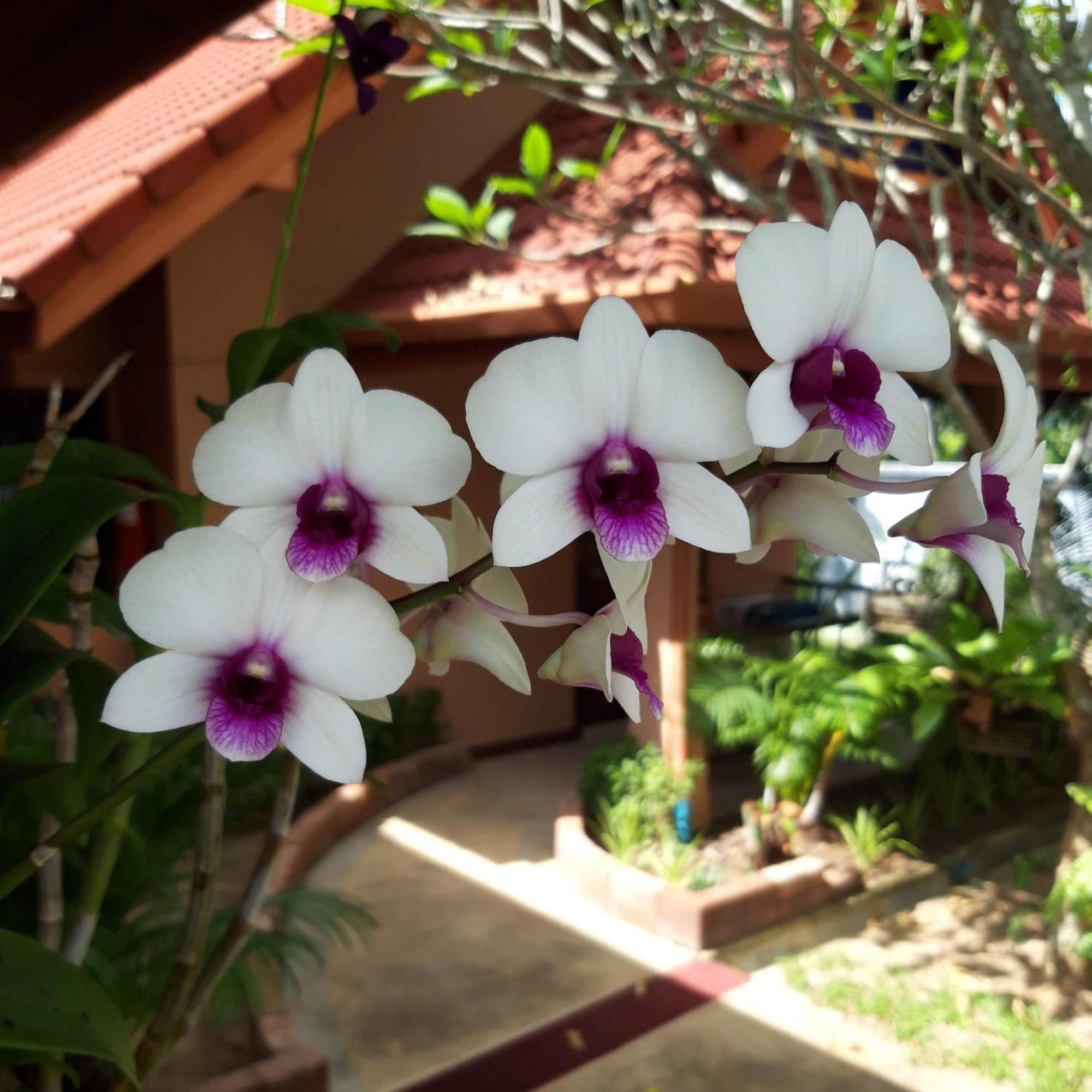 The Pace Phuket Boutique Resort Rawai Eksteriør billede